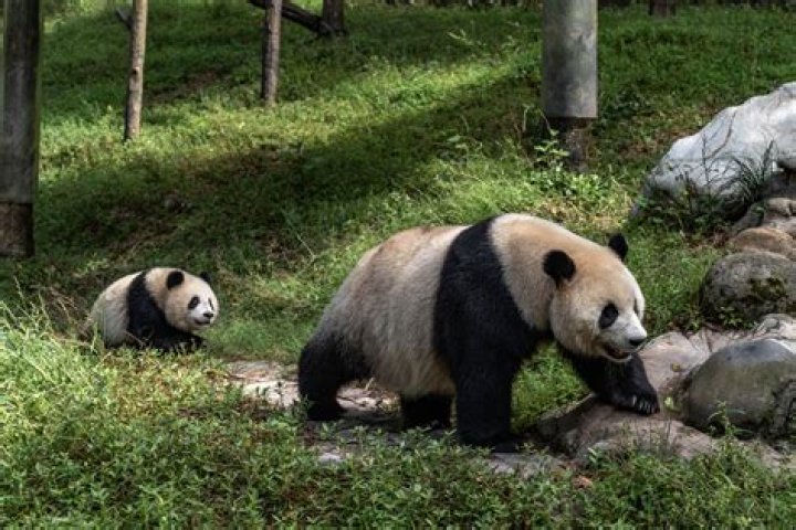 Potastic Panda’s Boyfriend: Who is Potastic Panda Dating?