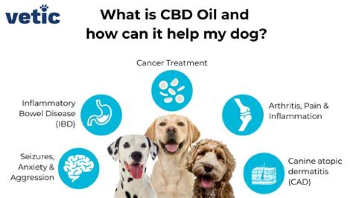 Reasons Why You Should Give CBD Oil for Dogs